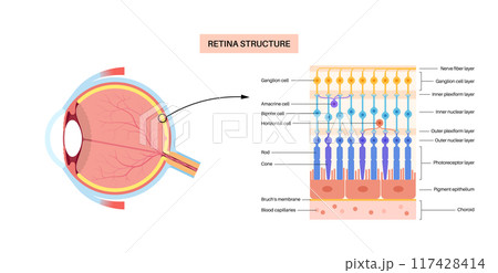 Retina structure poster 117428414