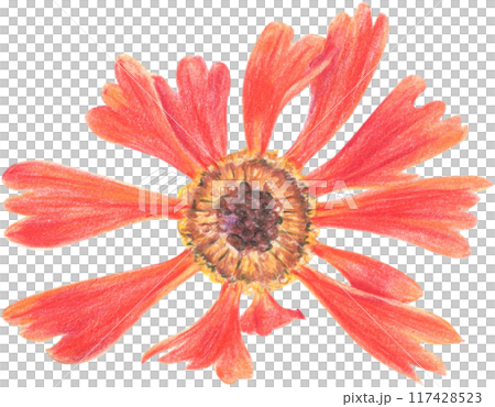 Bright summer flowers drawn with colored pencils on a white background.  117428523