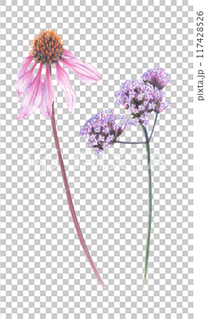 Bright summer flowers drawn with colored pencils on a white background.  117428526