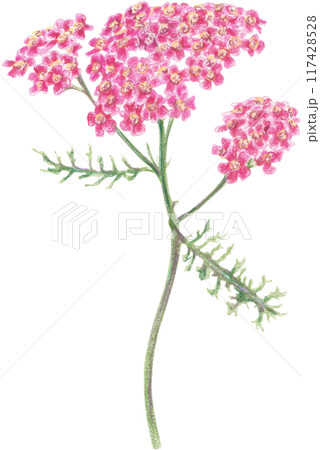 Bright summer flowers drawn with colored pencils on a white background. Bright summer flowers drawn with colored pencils on a white background. 117428528