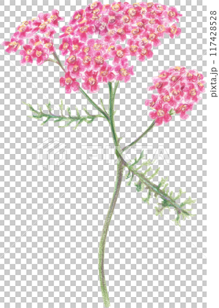 Bright summer flowers drawn with colored pencils on a white background. Bright summer flowers drawn with colored pencils on a white background. 117428528