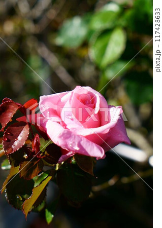 6998　バラ　羽衣 117428633