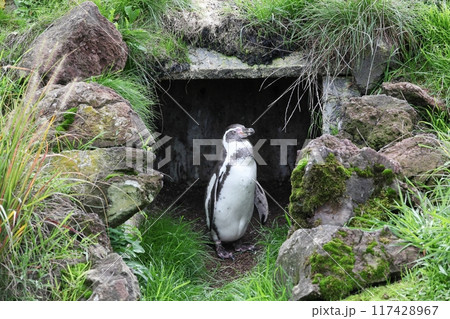 Humboldt penguin in his shelter Humboldt penguin in his shelter 117428967