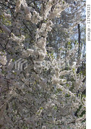 Blooming cherry tree branches in full springtime glory 117429123