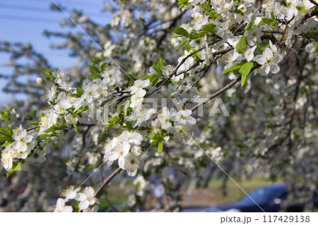 Blooming Spring Branches with Delicate White Flowers 117429138