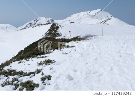 雪に埋もれたハイマツと大日岳連山4月雪の多い立山黒部アルペンルート 雪に埋もれたハイマツと大日岳連山4月雪の多い立山黒部アルペンルート 117429248