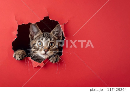 Cute tabby kitten peeking through hole in red paper. 117429264