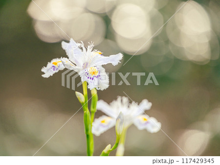 シャガの花と玉ボケ シャガの花と玉ボケ 117429345