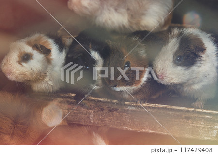 皆並ぶモルモット 117429408