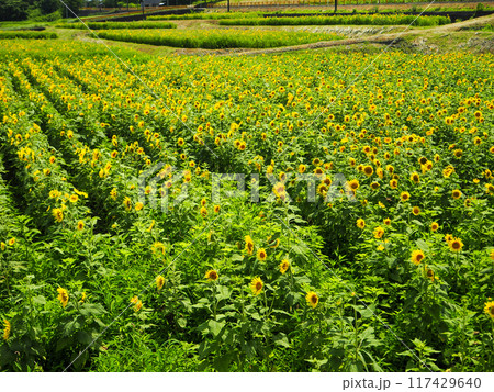 真夏のひまわり 117429640