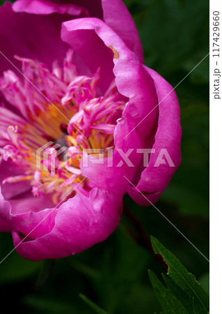 西洋芍薬の花弁の観察 117429660