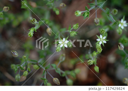 足元に咲く小さな花 117429824