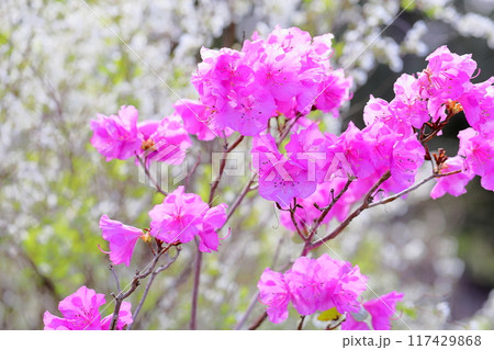 ゲンカイツツジの花 ゲンカイツツジの花 117429868