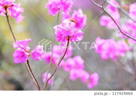 ゲンカイツツジの花 ゲンカイツツジの花 117429869