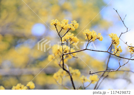 サンシュユの花　春黄金花　満開 117429872