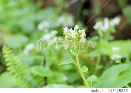 ワサビの花 ワサビの花 117429876