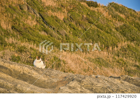 【神奈川県】城ヶ島に住む猫 【神奈川県】城ヶ島に住む猫 117429920