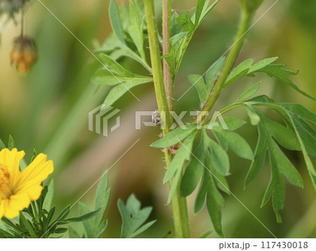 植物の茎にとまるハエトリグモ 117430018