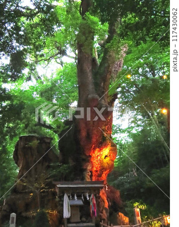 熱海 來宮神社 来宮神社　第一大楠ライトアップ 117430062