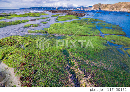 【静岡県】伊豆半島ジオパーク・恵比須島　磯のアオサが美しい 117430182