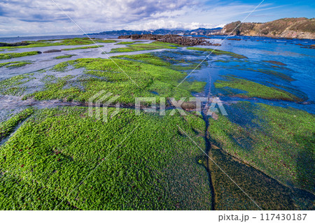 【静岡県】伊豆半島ジオパーク・恵比須島 磯のアオサが美しい 【静岡県】伊豆半島ジオパーク・恵比須島 磯のアオサが美しい 117430187