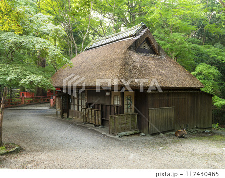 茅葺き屋根の茶屋と軒先で休む鹿 茅葺き屋根の茶屋と軒先で休む鹿 117430465