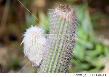 サボテンの花 老楽 サボテンの花 老楽 117430611