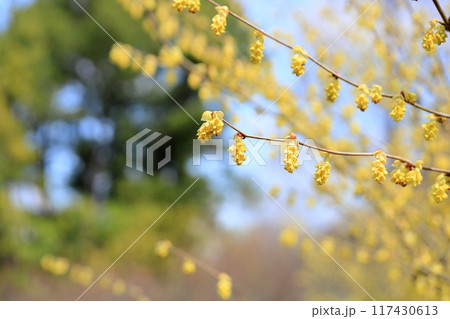 可愛い トサミズキの花 可愛い トサミズキの花 117430613