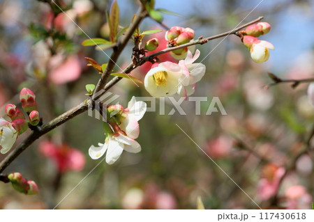 爽やか ボケの花 爽やか ボケの花 117430618