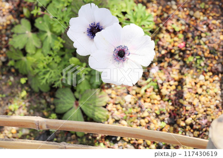 アネモネ フルゲンスの花 アネモネ フルゲンスの花 117430619