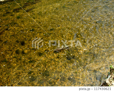 清流に浮かぶ落ち葉 117430621