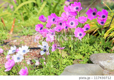 可愛い アネモネ フルゲンスの花 可愛い アネモネ フルゲンスの花 117430712