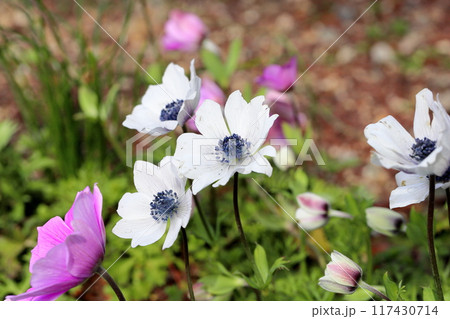爽やか　アネモネ　フルゲンスの花 117430714