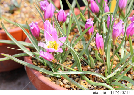 可愛い　チューリップの花　フミリス 117430715