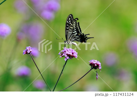 バーベナにとまる蝶 あわじ花さじき バーベナにとまる蝶 あわじ花さじき 117431124