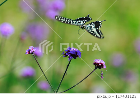 バーベナにとまる蝶 あわじ花さじき バーベナにとまる蝶 あわじ花さじき 117431125
