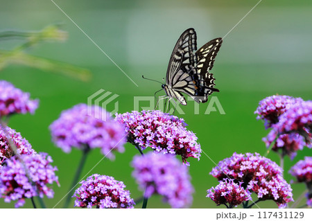 バーベナにとまる蝶 あわじ花さじき バーベナにとまる蝶 あわじ花さじき 117431129