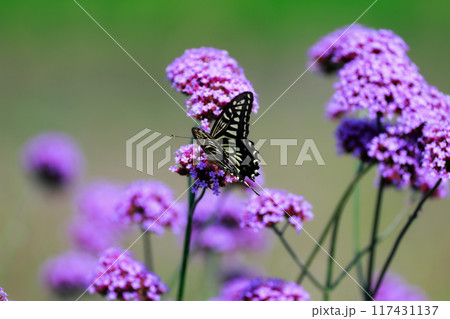 バーベナにとまる蝶 あわじ花さじき バーベナにとまる蝶 あわじ花さじき 117431137