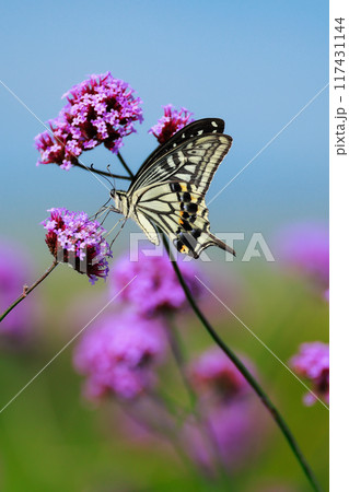 バーベナにとまる蝶　あわじ花さじき 117431144