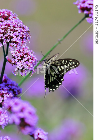 バーベナにとまる蝶 あわじ花さじき バーベナにとまる蝶 あわじ花さじき 117431145