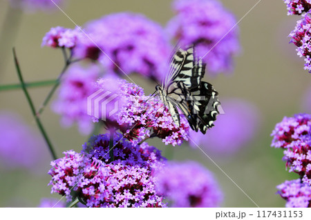 バーベナにとまる蝶 あわじ花さじき バーベナにとまる蝶 あわじ花さじき 117431153