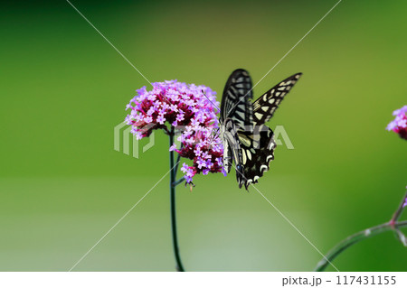 バーベナにとまる蝶 あわじ花さじき バーベナにとまる蝶 あわじ花さじき 117431155