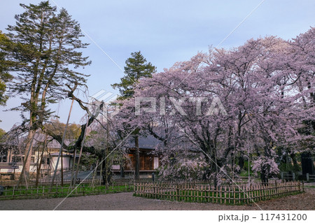 満開になった桜の木 満開になった桜の木 117431200