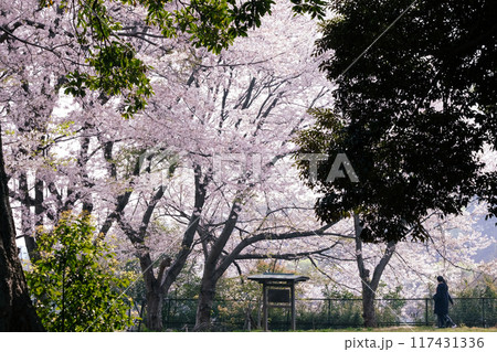 桜のある風景 桜のある風景 117431336