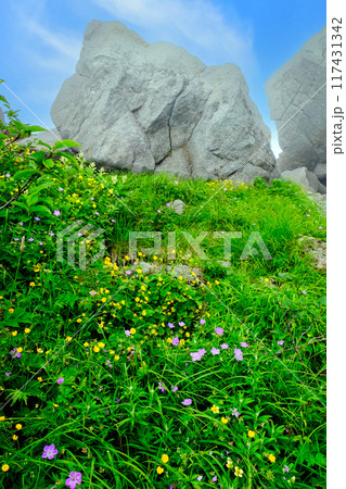 砂防新道の花々（縦） 117431342