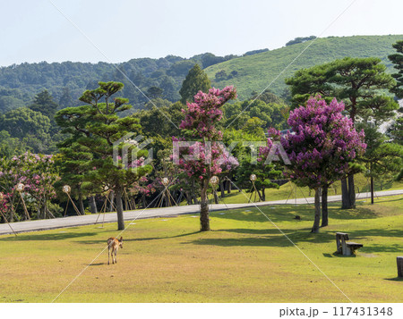 百日紅の花が咲く奈良公園と鹿 117431348