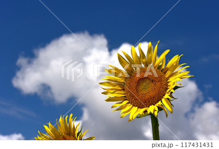 盛夏に咲くヒマワリの花 盛夏に咲くヒマワリの花 117431431
