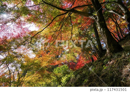 青空バックに見上げるカラフルなモミジの紅葉情景 青空バックに見上げるカラフルなモミジの紅葉情景 117431501