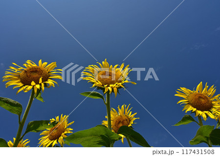 盛夏に咲くヒマワリの花 117431508