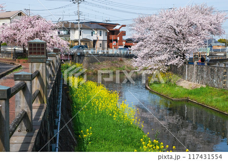 桜と菜の花が咲く川の風景 桜と菜の花が咲く川の風景 117431554